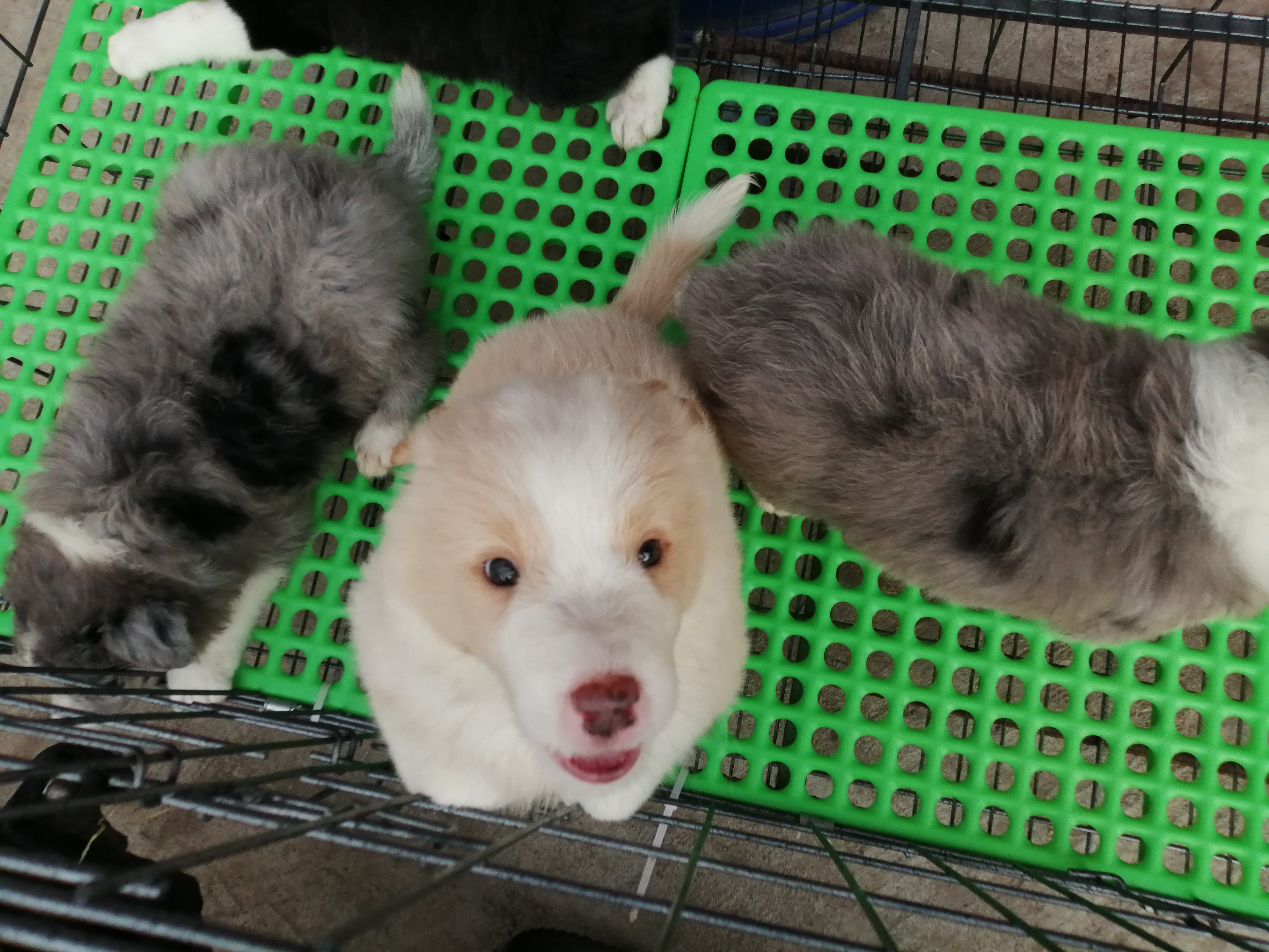 大骨架极品边牧幼犬两个月，包活包健康，3个月犬瘟细小